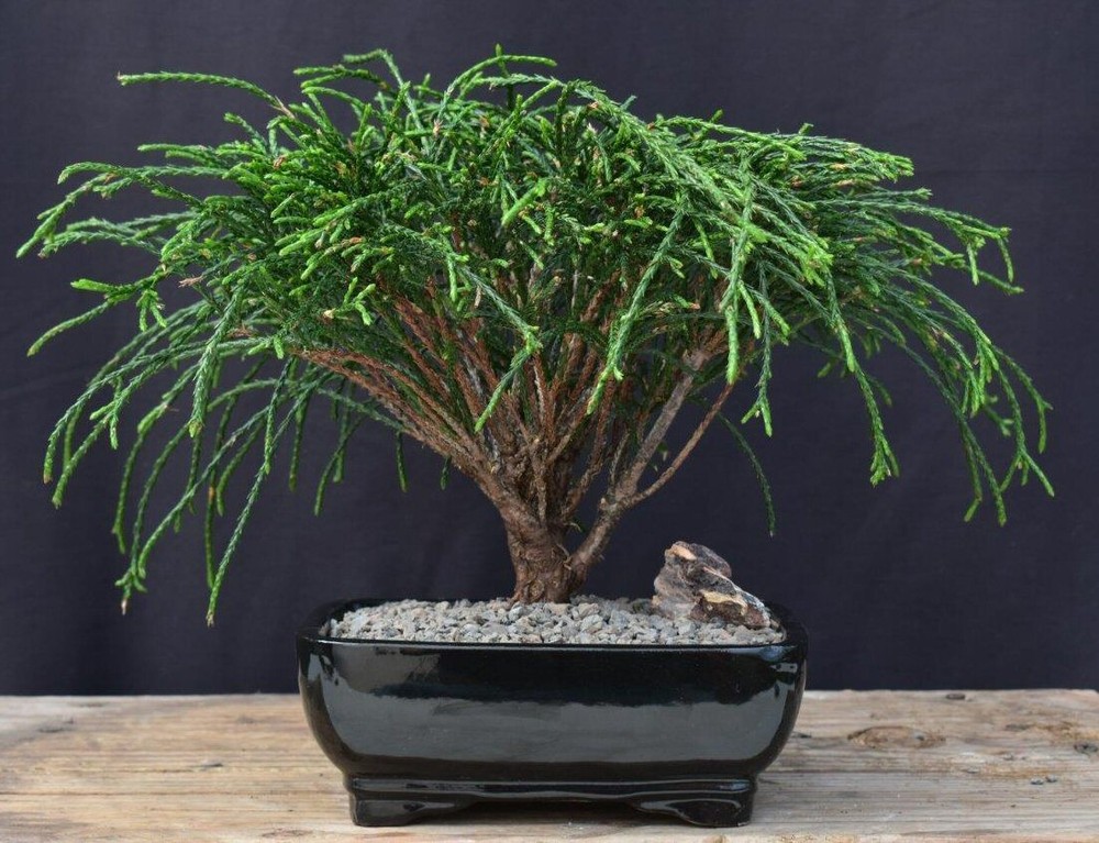 Red Cedar Bonsai Tree Live Western Thuja Plicata Whipcord Outdoor Evergreen 8-9