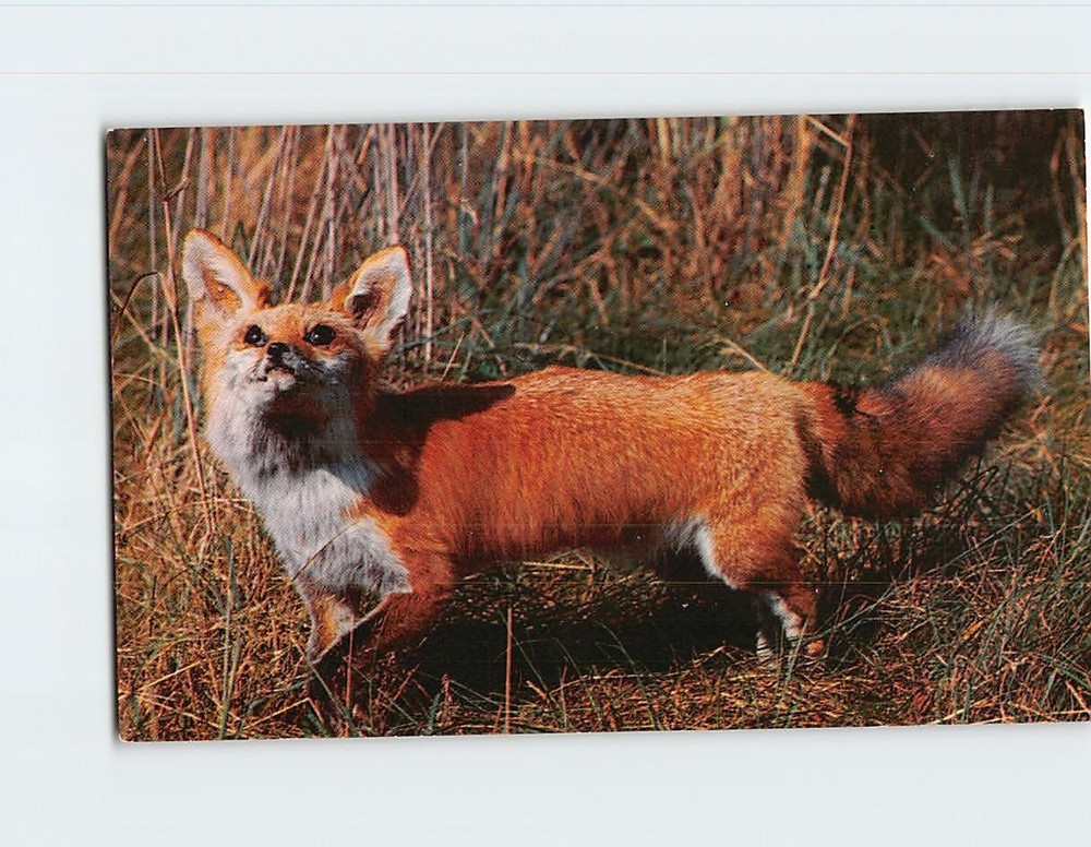 Postcard Red Fox