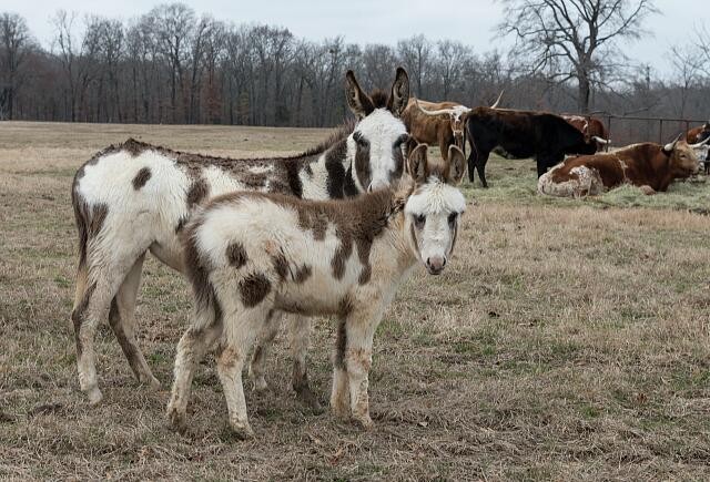 Photo:Mount Pleasant Texas Donkeys on Ranch 2014 Colorful Burros Pasture
