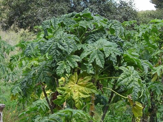 40+ Carica pubescens Mountain Papaya Seeds Vasconcellea Andean Fruit Plant