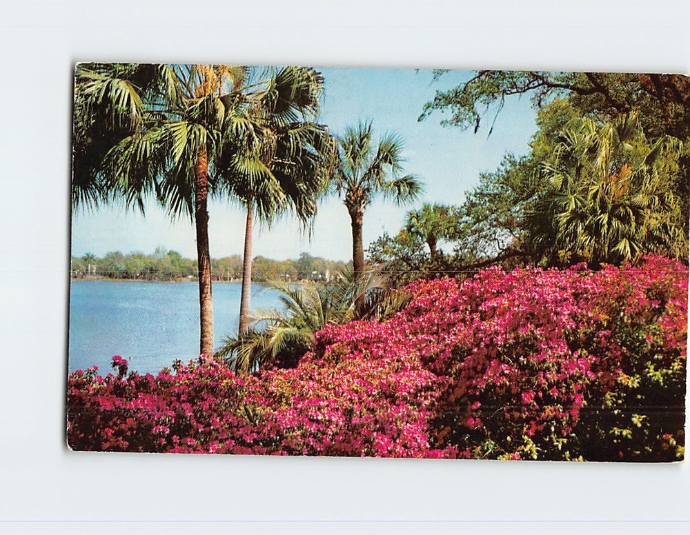 Postcard Azalea Time in Tropical Florida USA North America