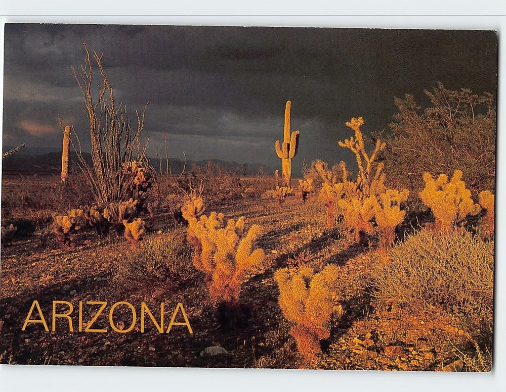 Postcard Sunset Arizona Desert USA North America