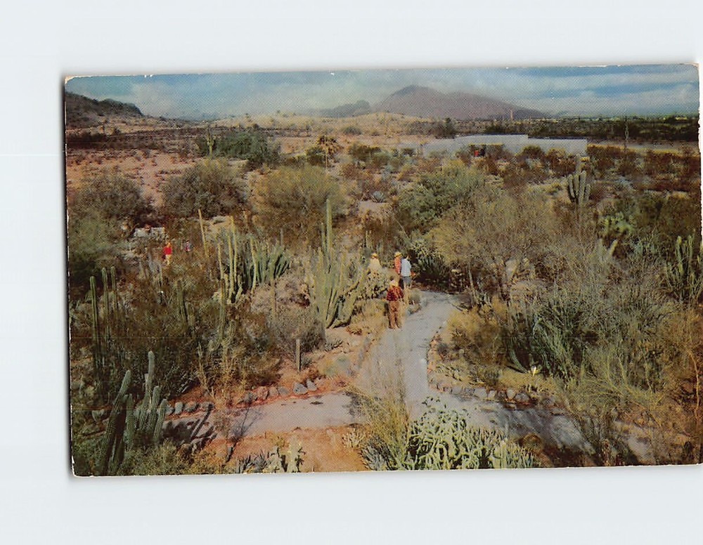 Postcard View Of Desert Botanical Garden Phoenix Arizona USA