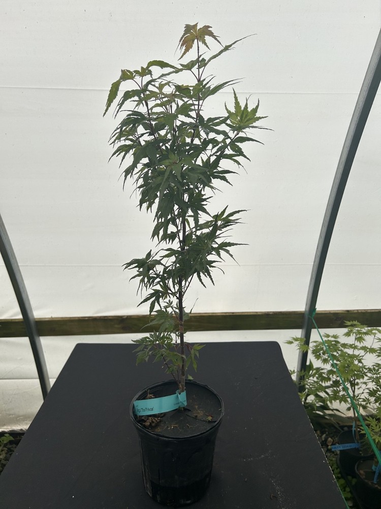 Acer palmatum 'Angel the Prince' Japanese Maple 1 Gallon-image