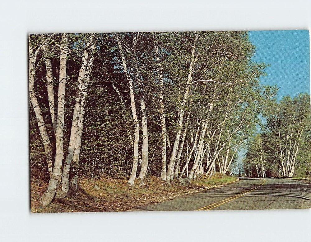 Postcard Beautiful white birches USA
