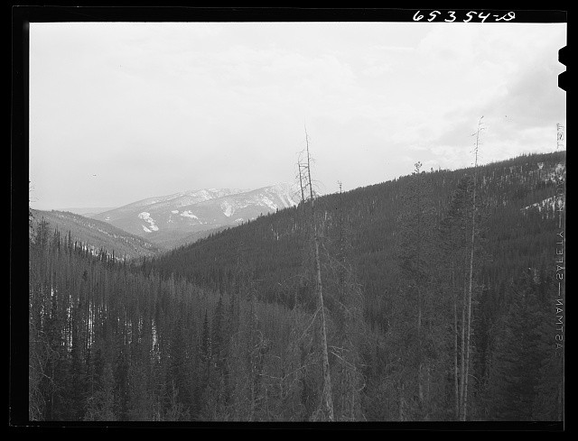 Photo:Mountains Forest Landscape 1930s Black and White Photograph