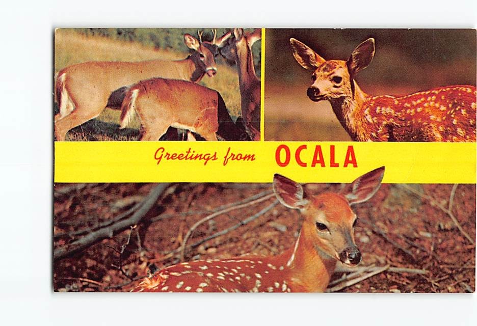Postcard Vintage Greetings From Ocala Florida FL Deer Fawn White Tailed Chrome