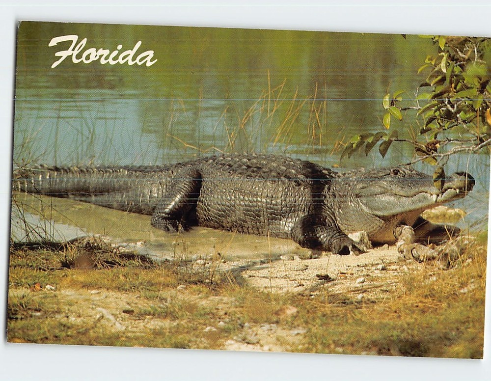 Postcard Alligator in Florida USA