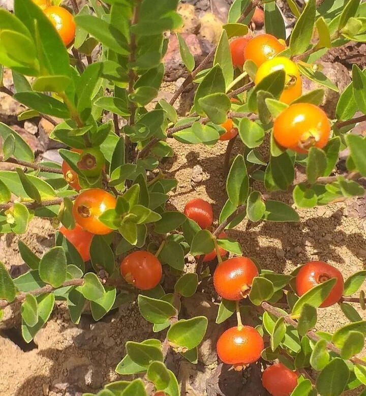Eugenia aff Cristaensis