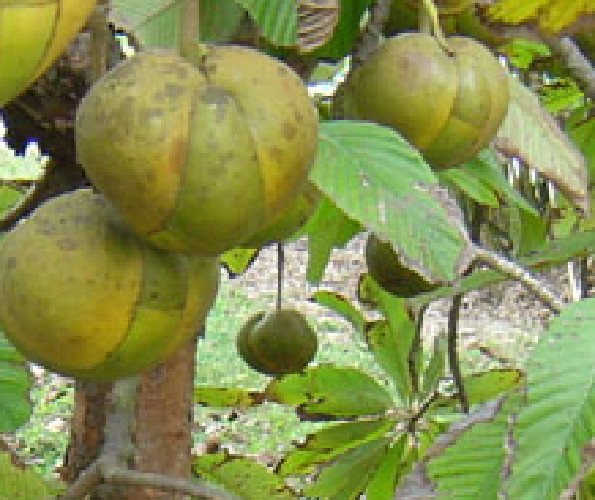 10 Elephant Apple Seeds - Dillenia indica - Apple - Edible Fruit
