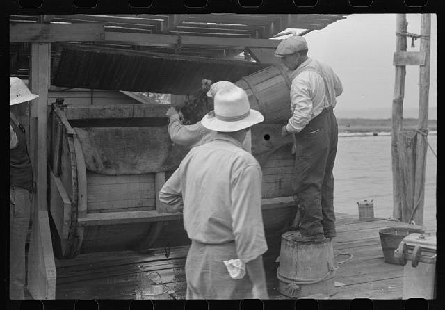 Photo:Rock Point Maryland 1941 Crabs Dumped Into Cooker Men on Dock