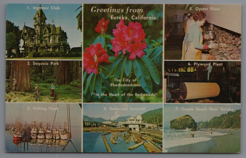 Greetings from Eureka California Vintage Multi-View Postcard Redwood
