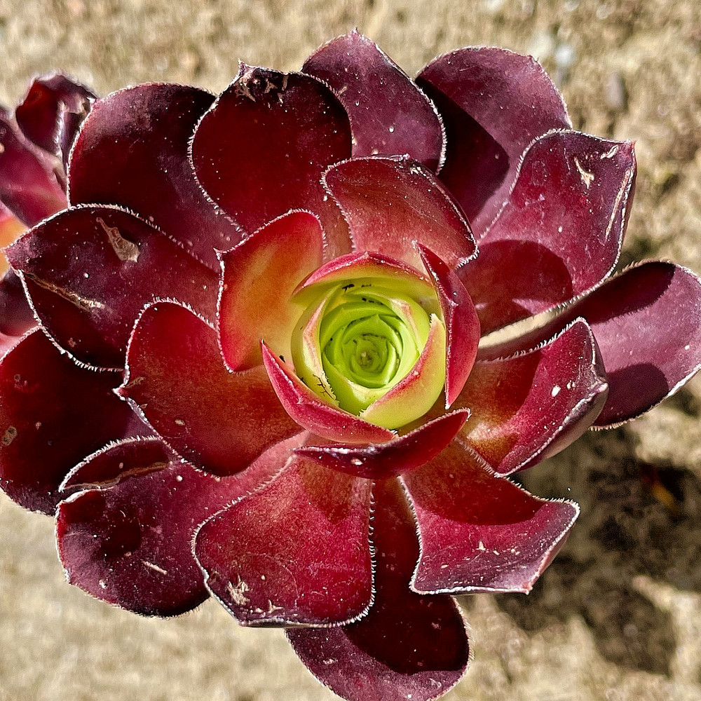 Aeonium Arboreum Black Rose Rare Succulent Live Plant Unrooted 1-Cutting 3-4Inch
