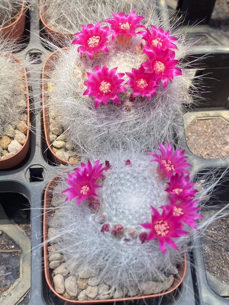 2PCS 4-5cm Mammillaria Hahniana Superb cactus Succulent plant Garden Cacti Plant