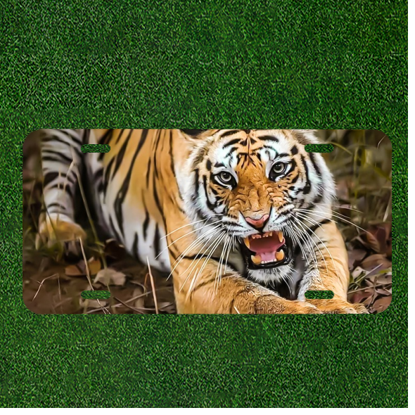 Custom Personalized License Plate Auto Tag With Stunning Tiger Showing Teeth