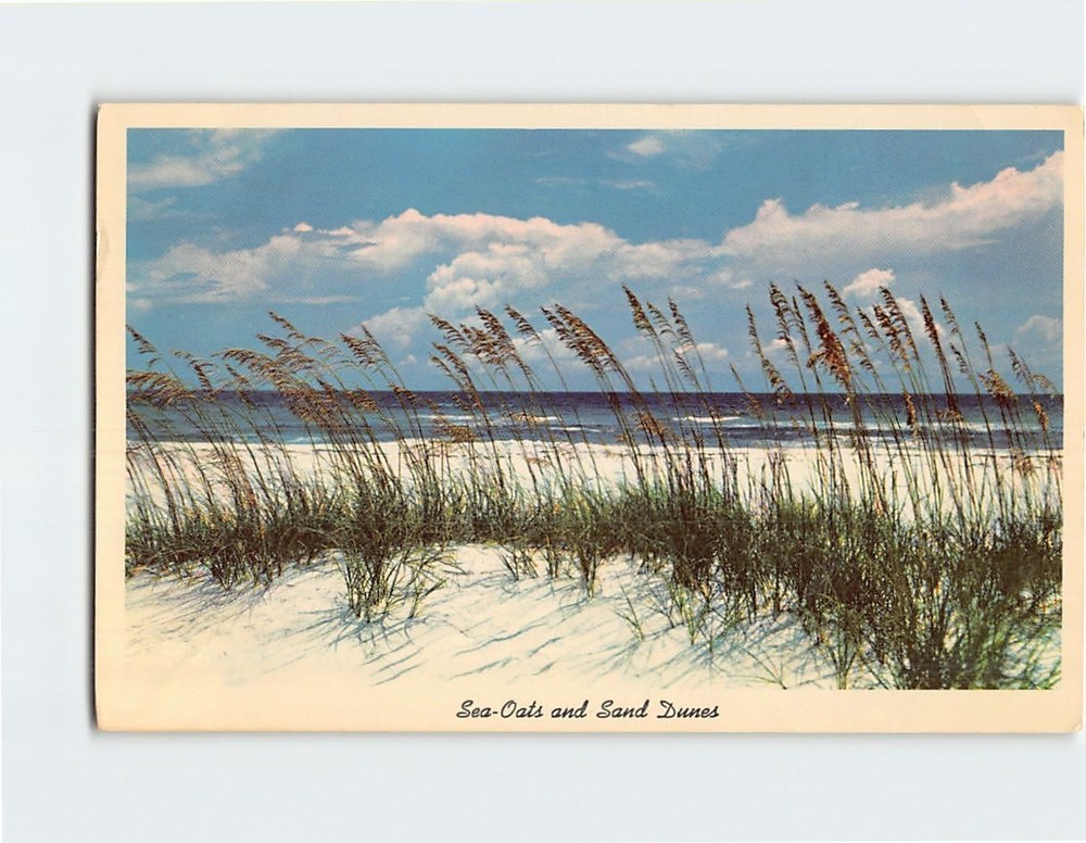 Postcard Sea Oats and Sand Dunes Florida USA