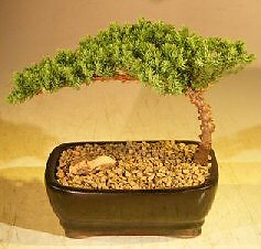 Juniper Bonsai Tree Live Complete Starter Kit Starter Tree Perfect for Gift 6