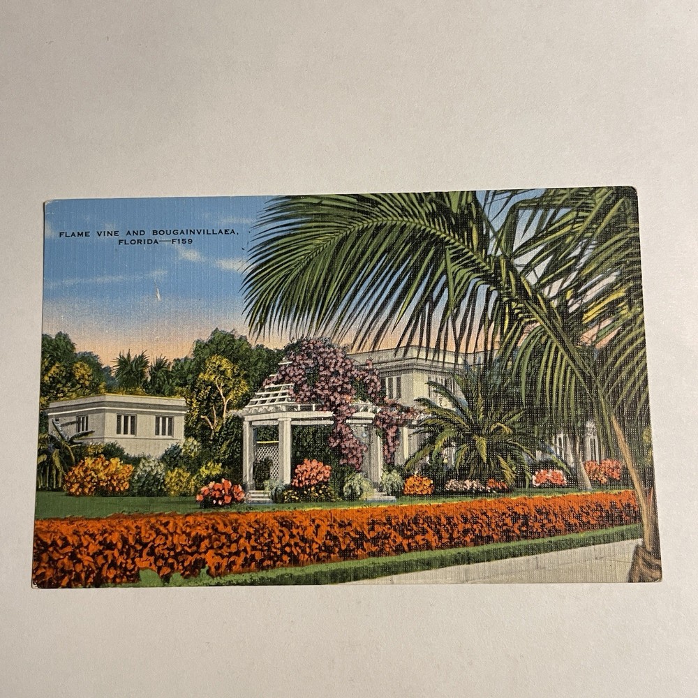 The Flame Vine Purple Bougainvillea Flowers Florida Linen Postcard Unposted