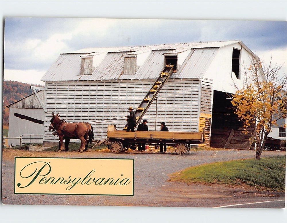 Postcard Filling the Corn Cribs Amish Farm Scene Pennsylvania USA