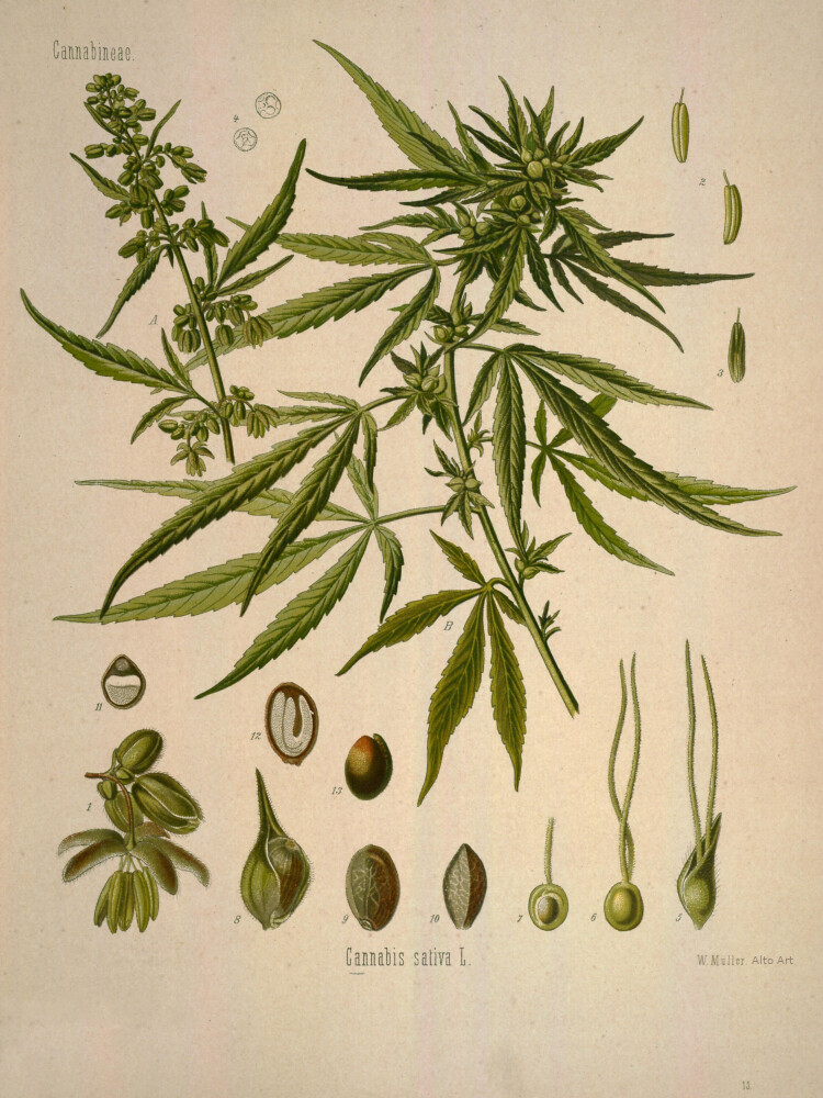 Vintage Marijuana Botanical Illustration Poster Print, Weed Plant Illustration