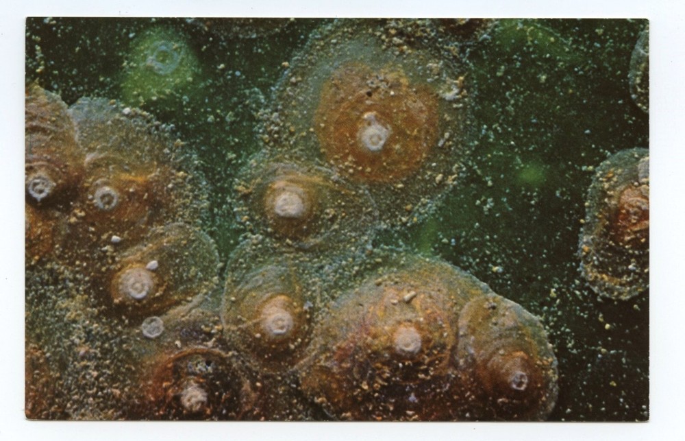 Scale Insects Sevin Insecticide Business Advertising Postcard