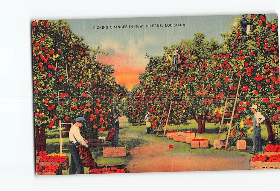 Postcard Picking Oranges in New Orleans Louisiana USA