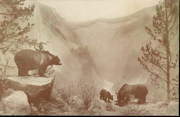 Imperial Grizzly Bear Group Academy of Sciences Golden Gate Park Postcard-image
