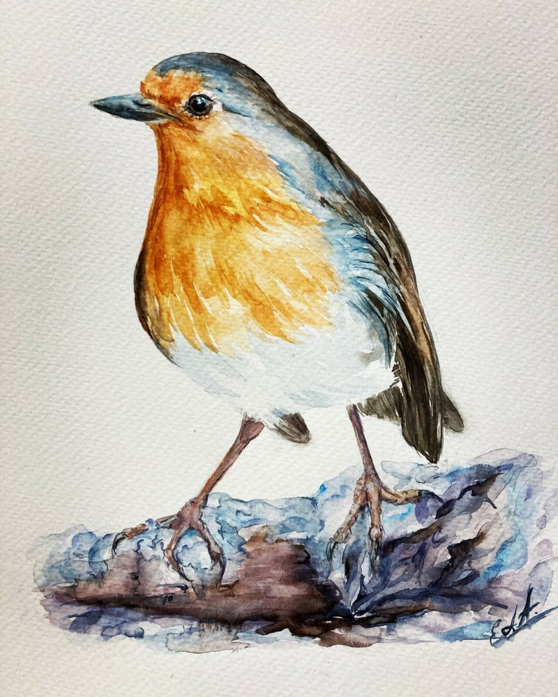 Original Watercolor Painting of an American Robin in Your Backyard