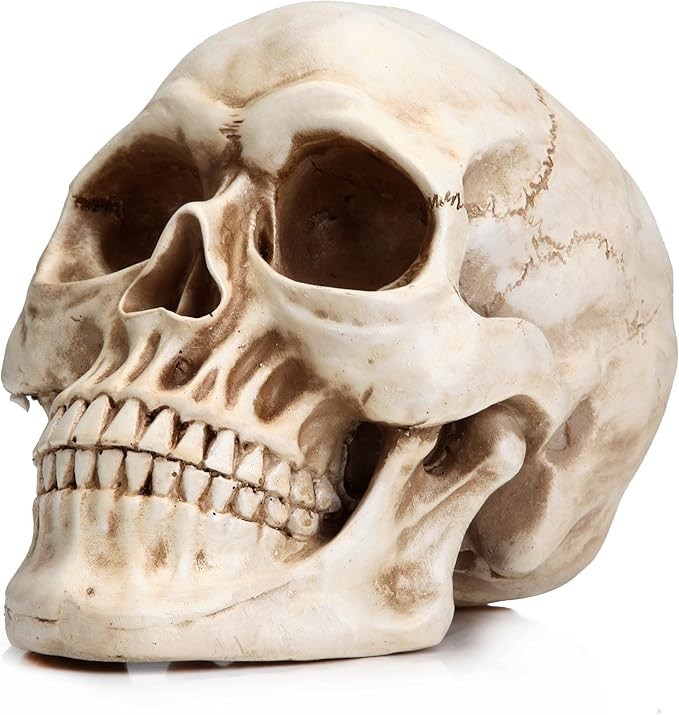 READAEER Life Size Resin Skull, Large Size Adult Skull Head Model for Home Decor
