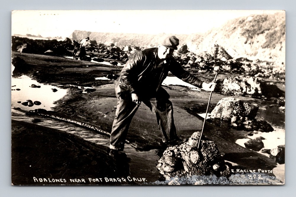 RPPC-Fort Bragg CA-California, Abalones Near Fort Vintage Postcard