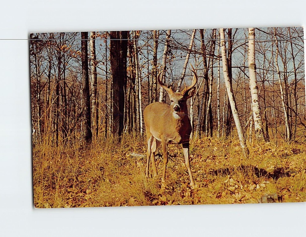 Postcard White Tail Buck on the Alert