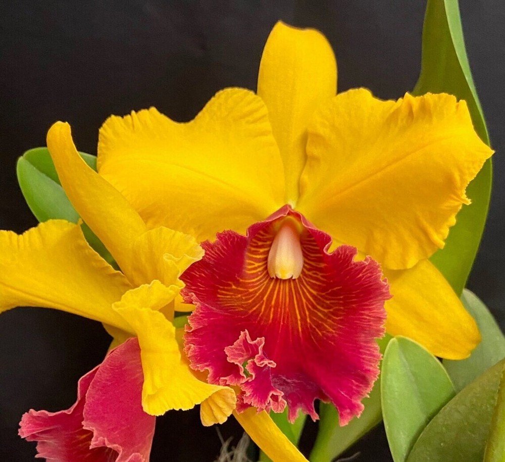 (183a6) Blc.Waianae Appeal 'Carmela'   young plant