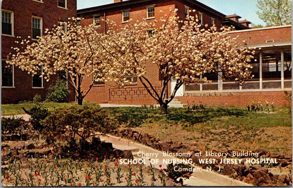 Cherry Blossoms Library Building West Jersey Hospital Camden NJ Postcard