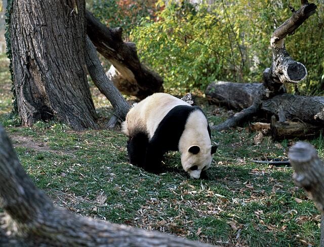 Washington DC National Zoo Giant Panda 1980s 1990s 2000s Animal Exhibit