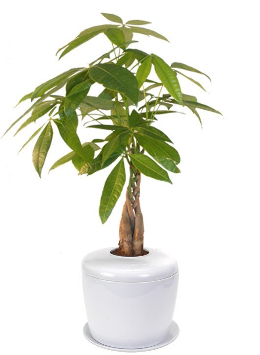 Braided Money Tree Bonsai Ceramic Cremation Urn with Humidity Tray