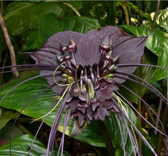 Tacca chantrieri, Black Bat Flower Orchid, Very Fresh - 10 Se eds