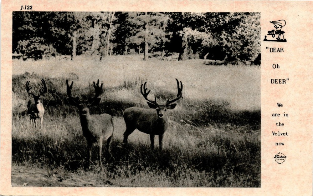 Velvet, Frushers Fotos Place, Pomona, California, Frashers Inc. Postcard