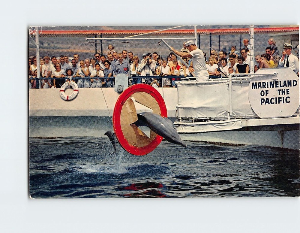 Postcard Porpoise Jumping through Loop Marineland of the Pacific California USA