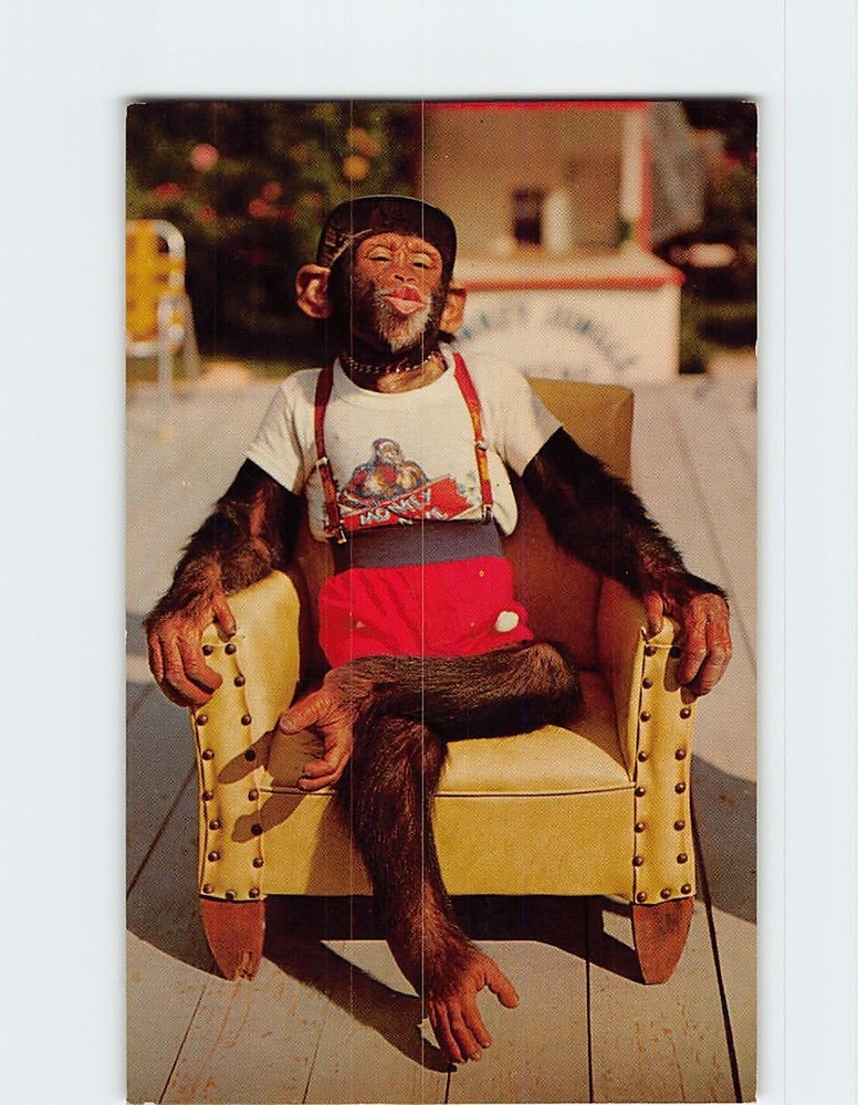 Postcard Star of the Chimpanzee Show Monkey Jungle Miami Florida USA