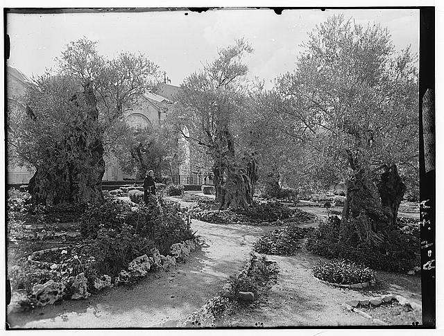 Photo:Jerusalem Palestine Garden of Gethsemane 1900s Inside Enclosure
