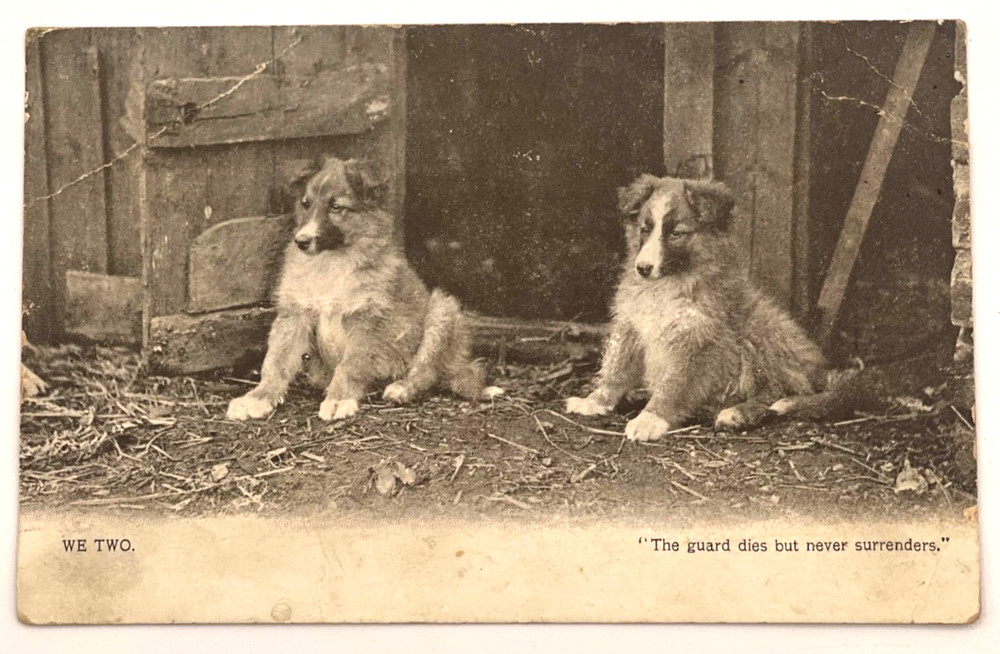 We Two Dog Postcard Collie Puppies Guard Dies Never Surrenders UK