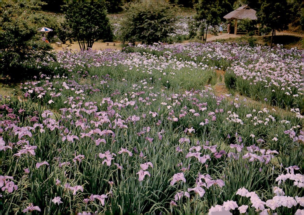 Japan Travel Company Stamp Postcard Postcard