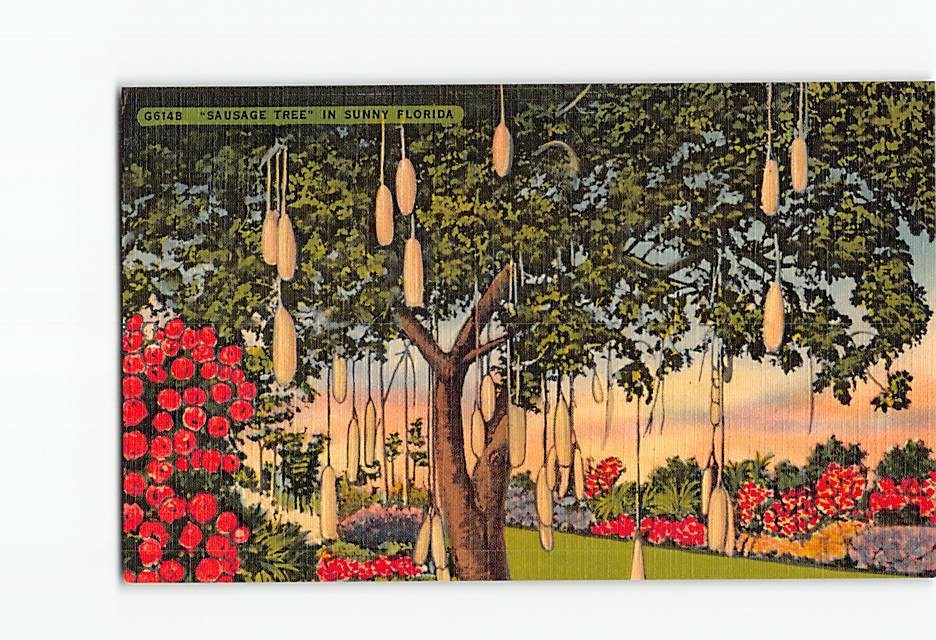 Postcard Sausage Tree in Sunny Florida USA North America