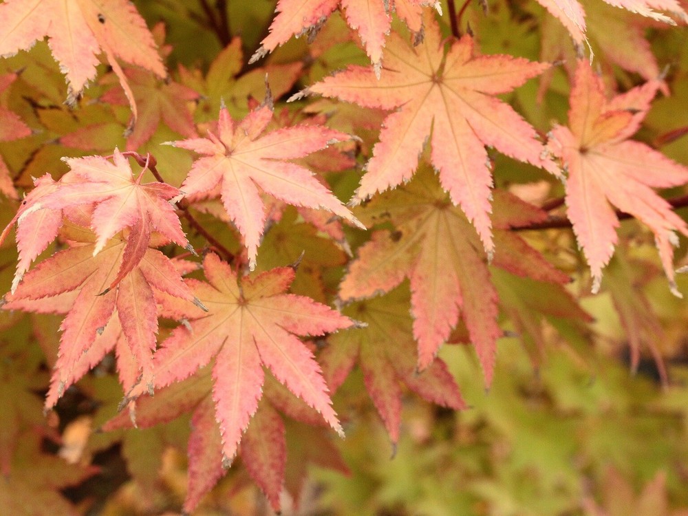 Acer palmatum 'Summer Gold' - Japanese Maple *Live Plant-image