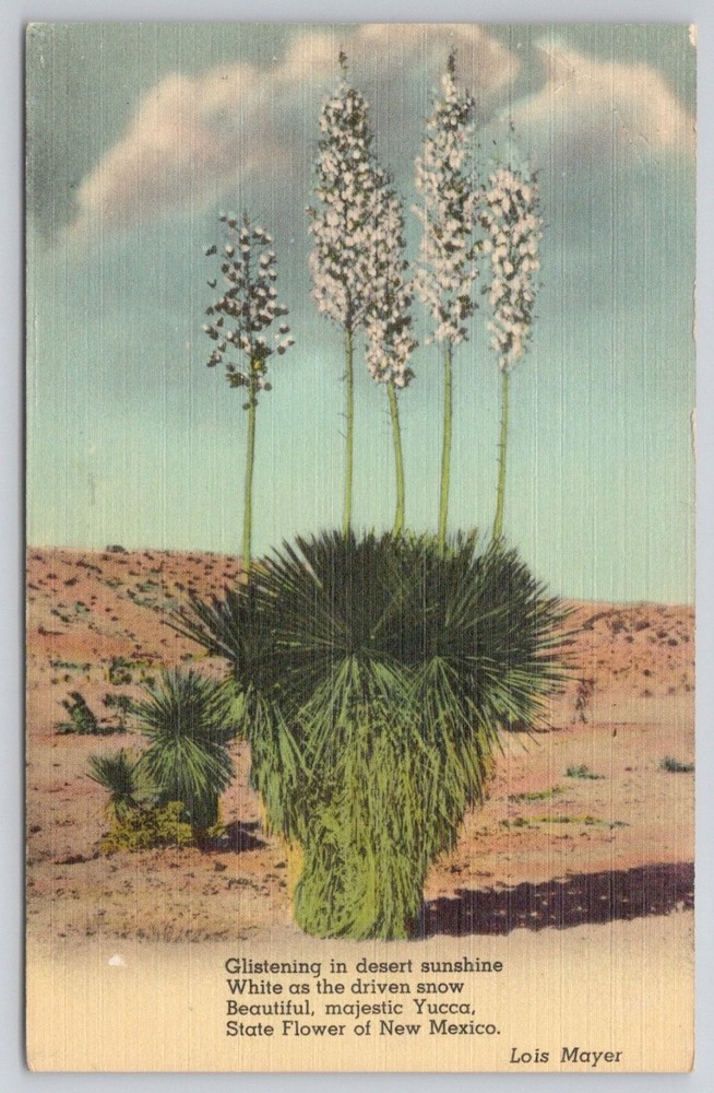 Yucca State Flower New Mexico Linen Postcard Alamogordo Desert Vintage