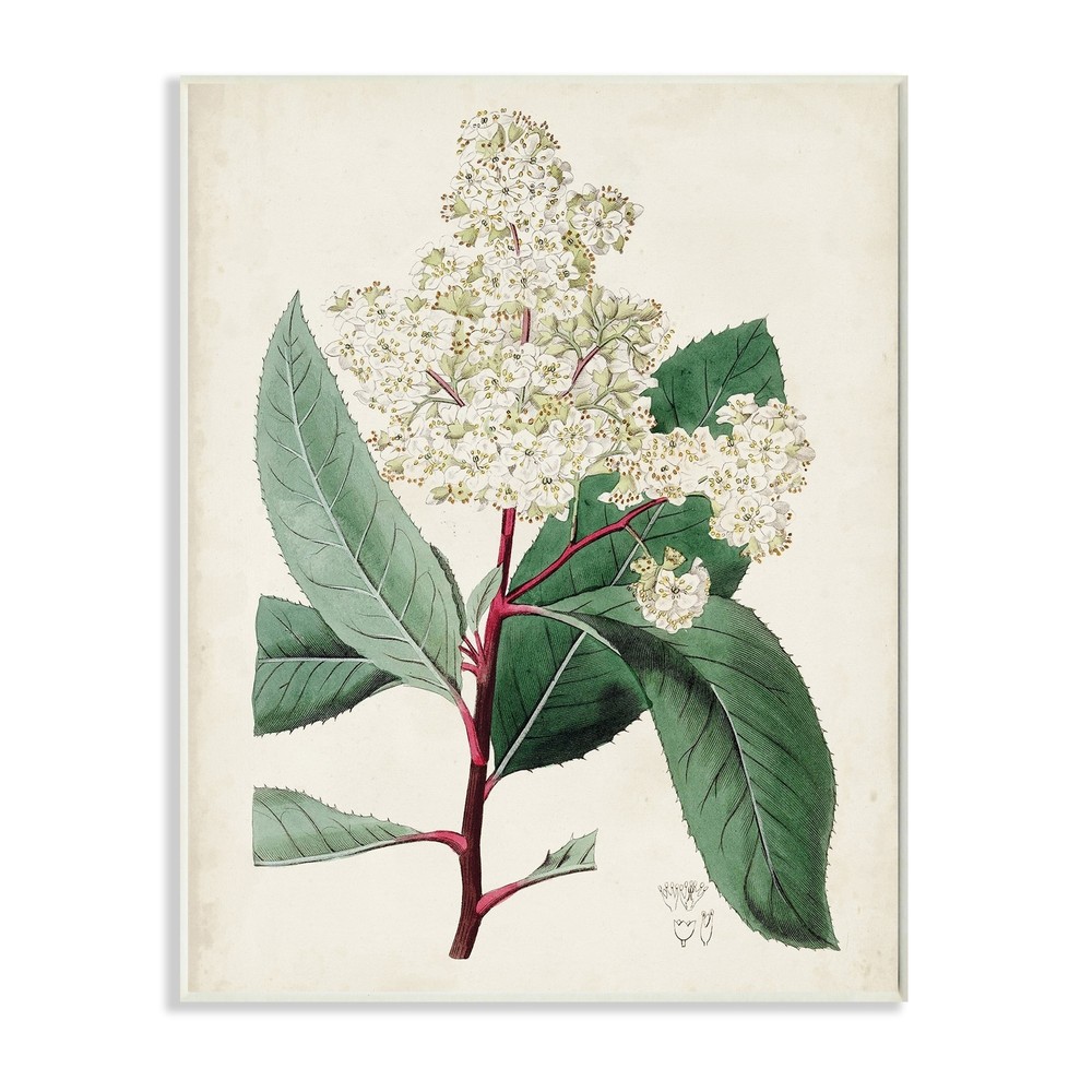 Stupell Vintage Garden Study Red Stem Floral Plant Wood Wall