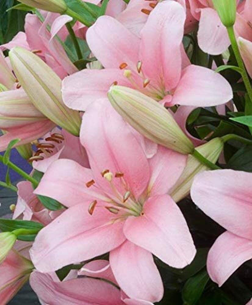 Winter pretty imported Oriental lily  Flower Bulbs Pink pack of 2 bulbs
