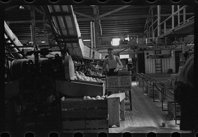 Fort Pierce Florida 1937 Fruit Packinghouse Worker Packing Citrus Boxes
