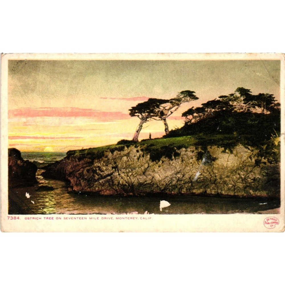 Ostrich Tree on Seventeen Mile Drive Monterey California Vintage Postcard