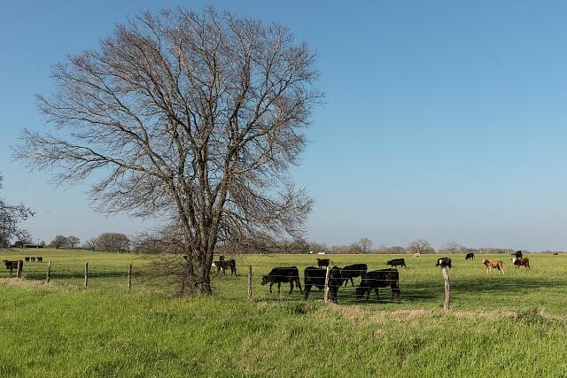 Photo:Caldwell Burleson County Texas 2014 Rural Pasture Cattle Scene